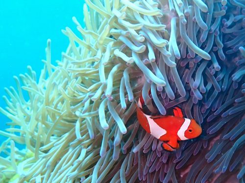 カクレクマノミ