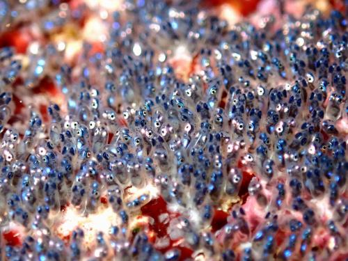 カクレクマノミの卵