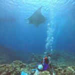 <span class="title">夏晴れの石垣島！リクエストにお応えして親子でマンタ大接近ダイビング！</span>
