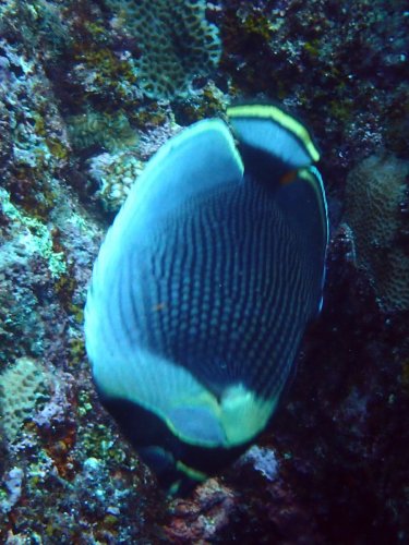 ハクテンカタギ