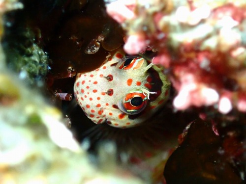 モンツキカエルウオ