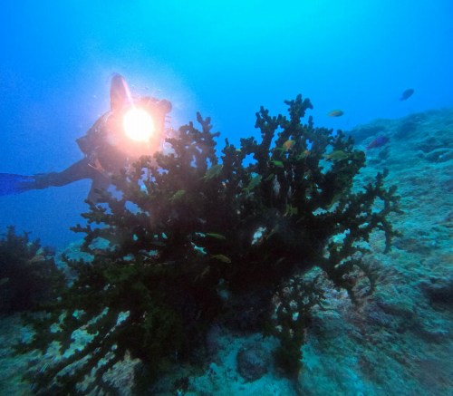 ナンヨウキサンゴ