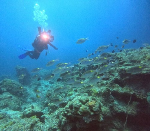 ファンダイビング