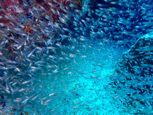 ウスモモテンジクダイ