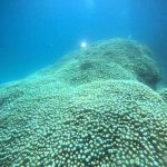 <span class="title">快晴ベタ凪の石垣島！お盆のリピーターさん達と竹富南でまったりダイビング！</span>