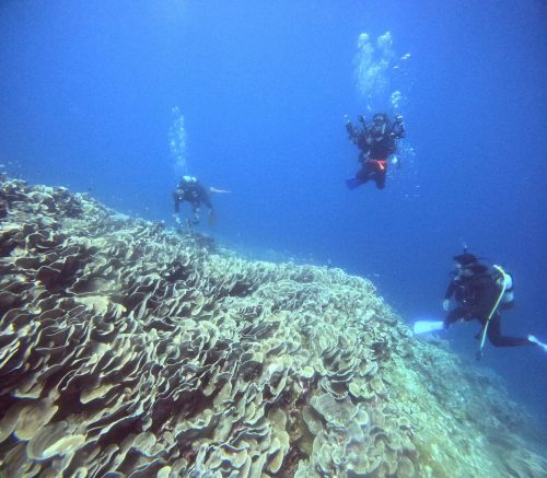 リュウキュウキッカサンゴ