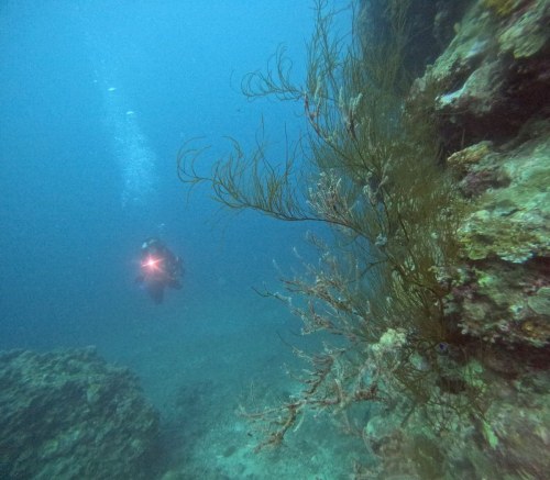 大﨑サエキの根