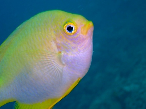 ヤマブキスズメダイ