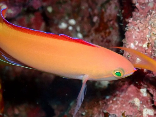 アカネハナゴイ