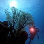 <span class="title">台風が過ぎて秋めいてきた石垣島？竹富南でマンツーマン完全少人数ダイビング！</span>