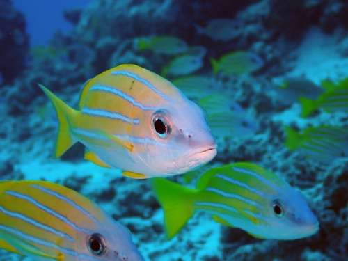 ヨスジフエダイ