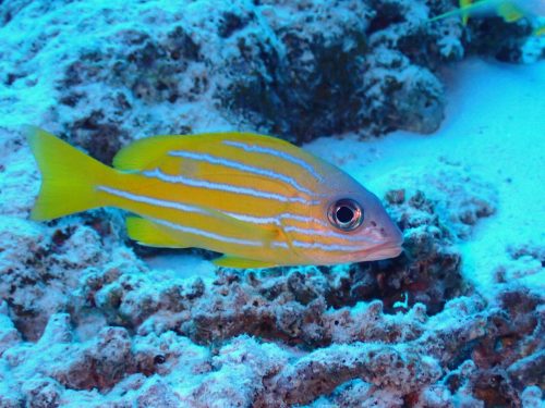 ロクセンフエダイ