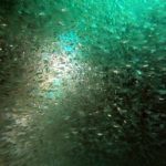 <span class="title">石垣島の夏の風物詩？魚濃度限界値突破で前が見えないよーなダイビング？</span>