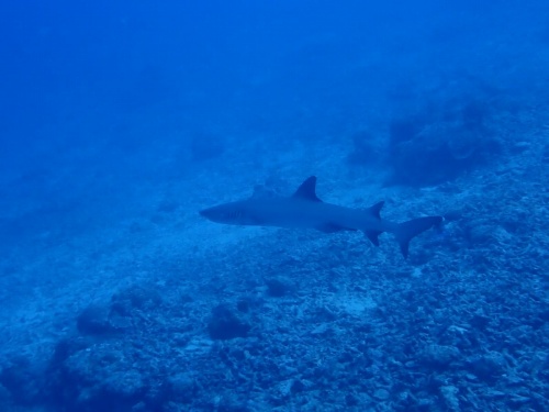 ホワイトチップシャーク