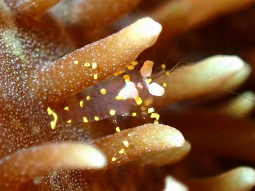 イソギンチャクモドキカクレエビ