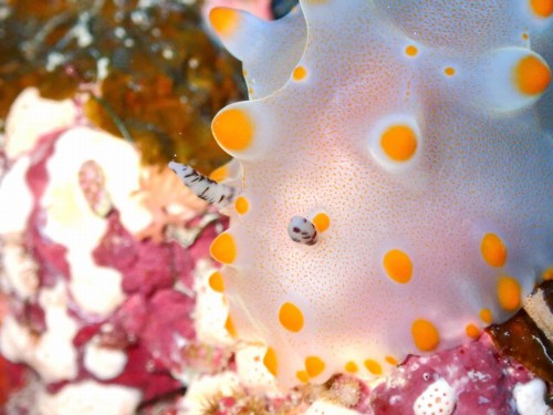 コンペイトウウミウシ