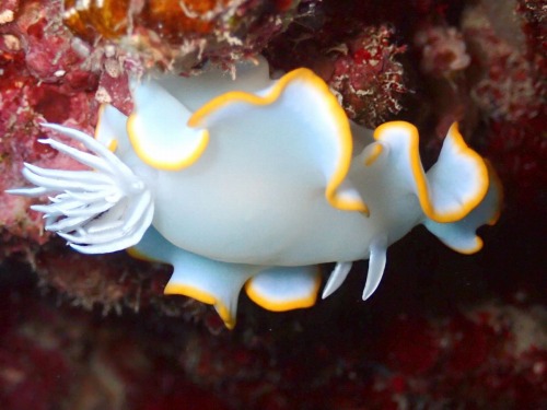 メレンゲウミウシ