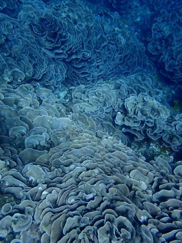 リュウキュウキッカサンゴ