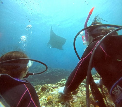 マンタ体験ダイビング