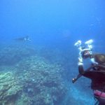 <span class="title">台風18号接近中の石垣島？特例的にマンタポイントで着後ダイビング！</span>