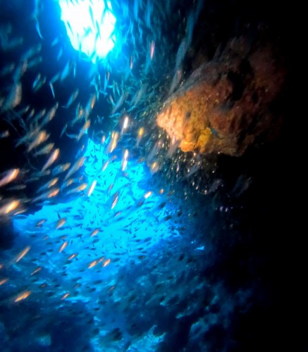 ウスモモテンジクダイ