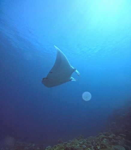 ナンヨウマンタ