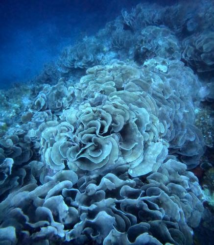 リュウキュウキッカサンゴ