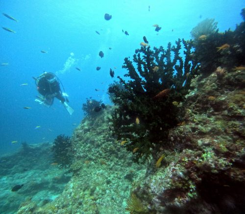 ナンヨウキサンゴ