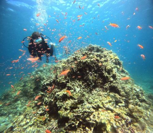 アカネハナゴイ