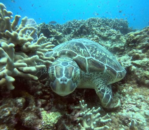 アオウミガメ