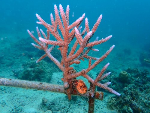 ヤングミドリイシ