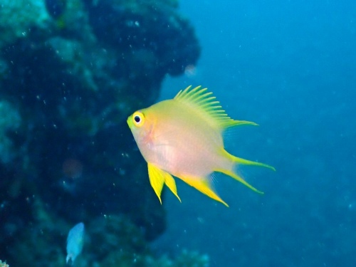 ヤマブキスズメダイ