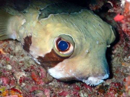 ヒトヅラハリセンボン