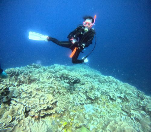 リュウキュウキッカサンゴ