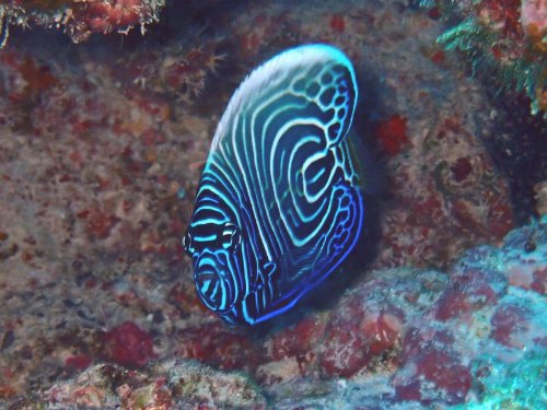 タテジマキンチャクダイ