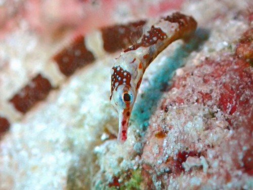 オビイシヨウジ