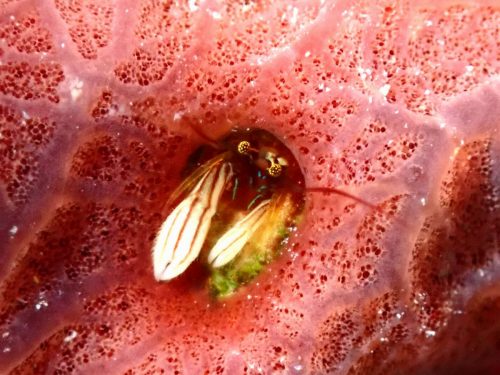 カンザシヤドカリ