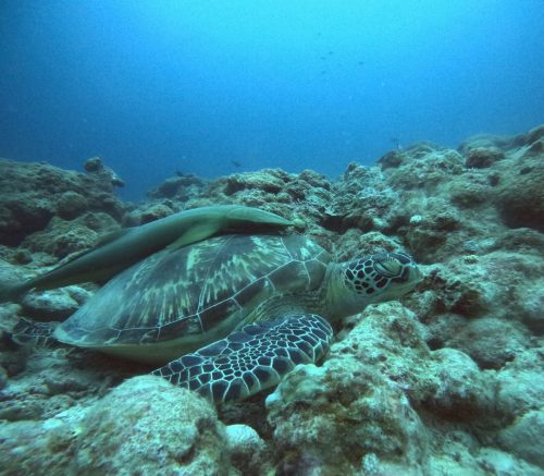 アオウミガメ