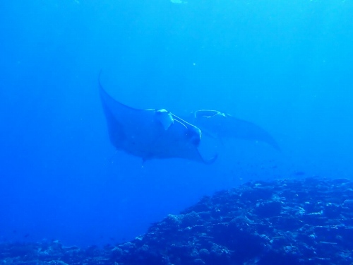 ナンヨウマンタ