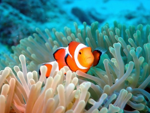 カクレクマノミ