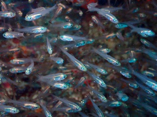 ウスモモテンジクダイ