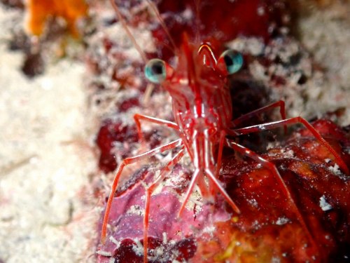 スザクサラサエビ