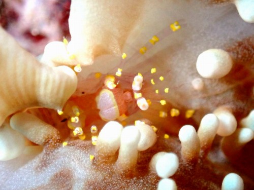 イソギンチャクモドキカクレエビ