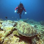 <span class="title">まったり陽気の石垣島♪大崎と御神崎でまったり3ダイビング♪</span>