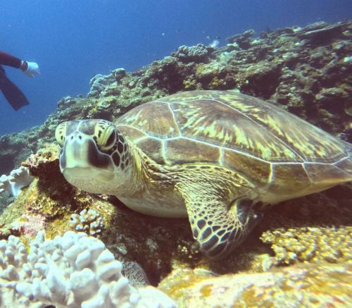 アオウミガメ