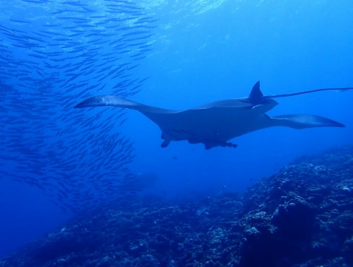 マンタとホソカマス