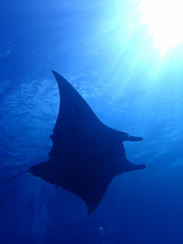 ナンヨウマンタ