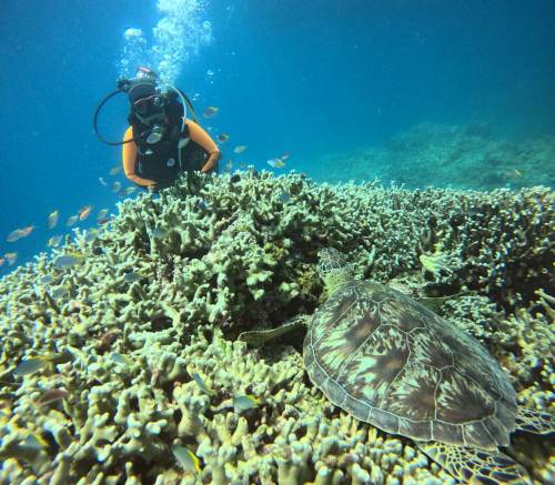 ファンダイビング2