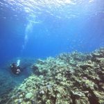 <span class="title">秋なのに夏みたいな石垣島の海！石西礁湖でスーパーブルー3ダイビング！</span>