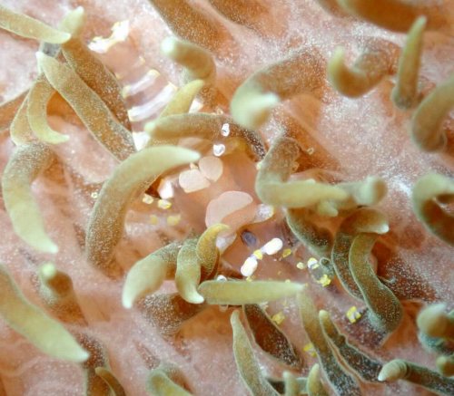 イソギンチャクモドキカクレエビ